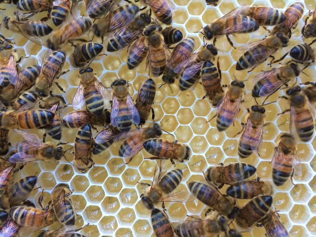 Public urged to “Buy a Bee” to help devastated beekeepers