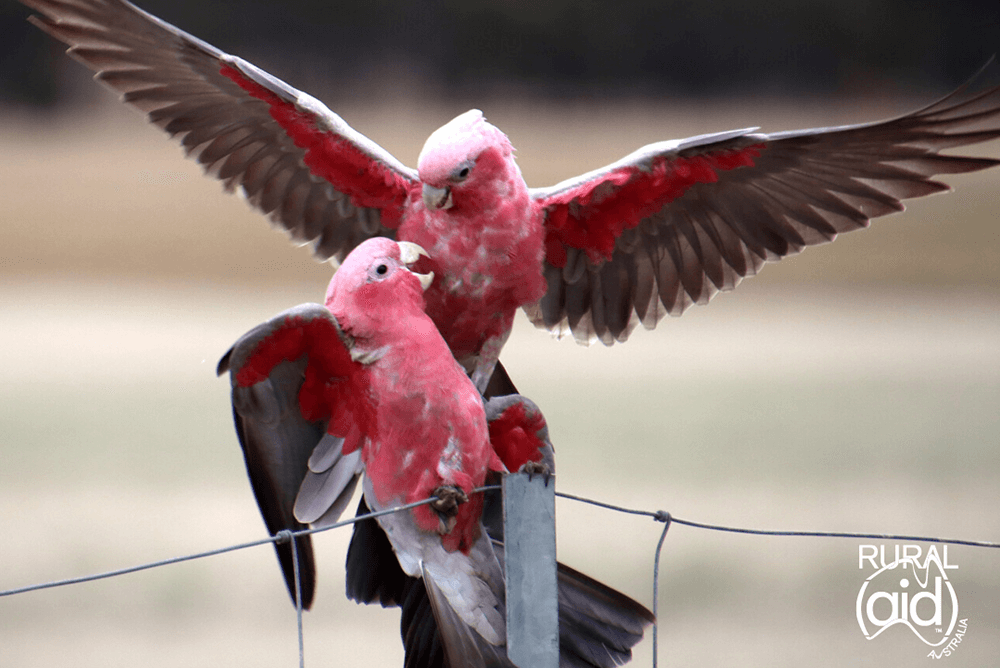 Spirit of the Bush photography winners announced