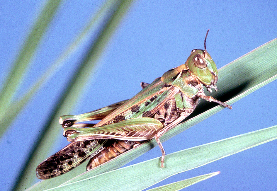 Rural Aid Urges Outback Queensland Farmers to Register Now as Locust Threat Intensifies