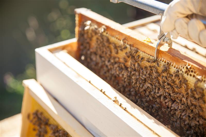 Rural Aid Mobilises Support for Beekeepers Amid Growing Varroa Mite Threat