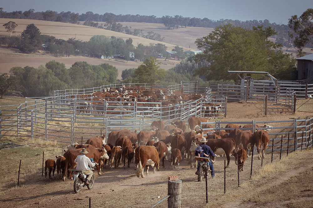 This Christmas, Thank the Farmers Who Don’t Get a Holiday