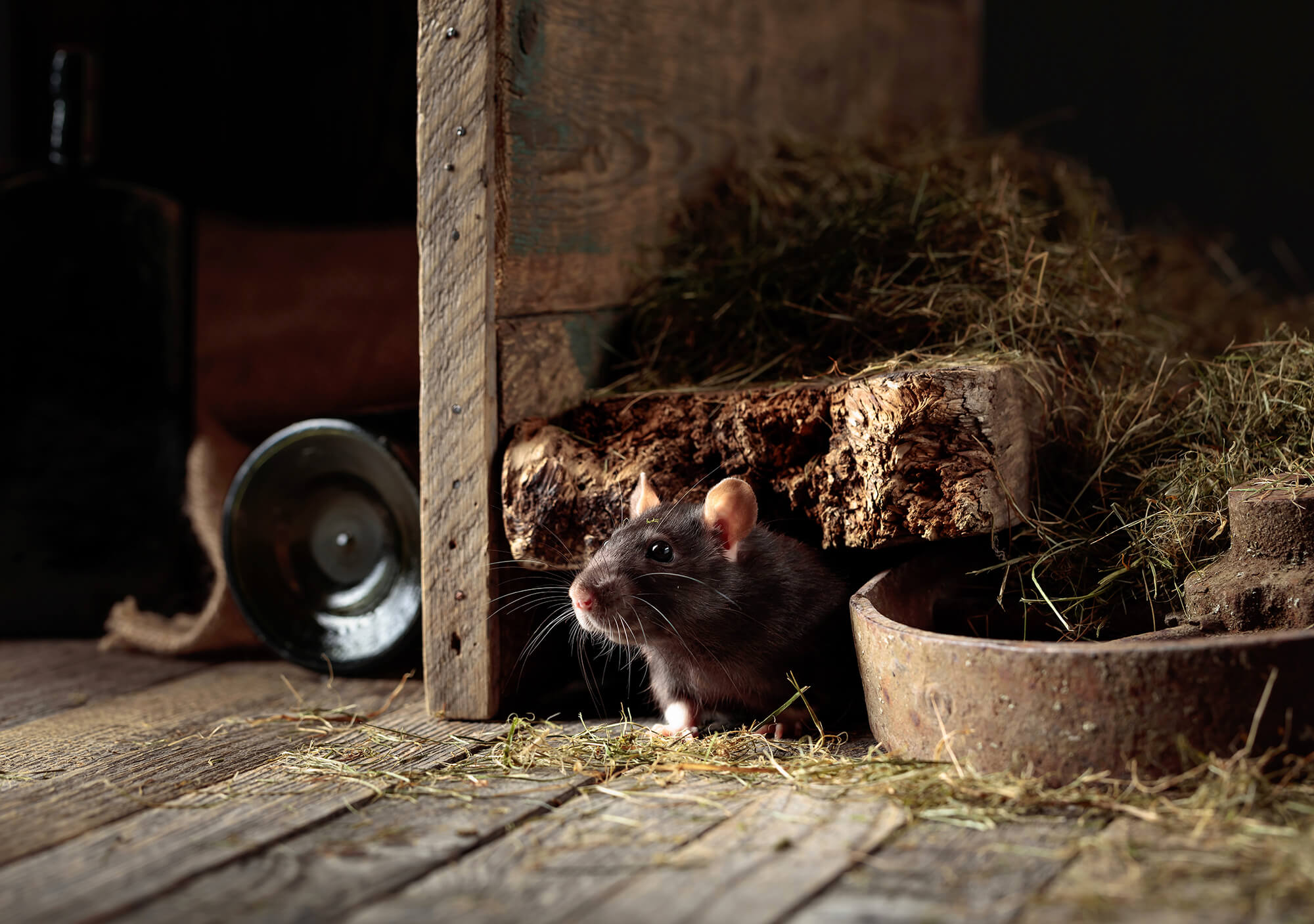 Mice on the move: Rural Aid stands ready to support impacted farmers