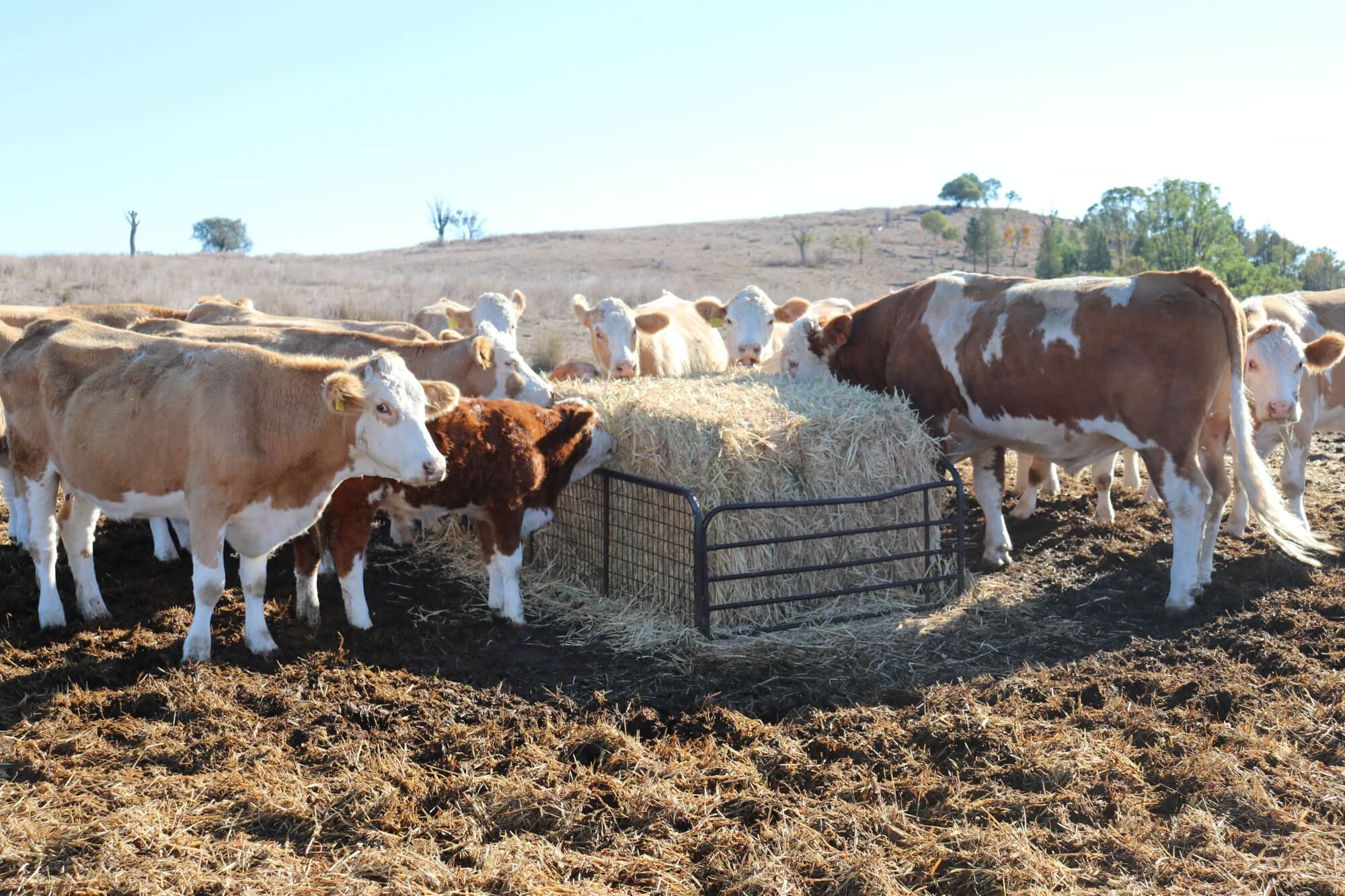 Support available as farmers face rising biosecurity threats and pest pressures nationwide